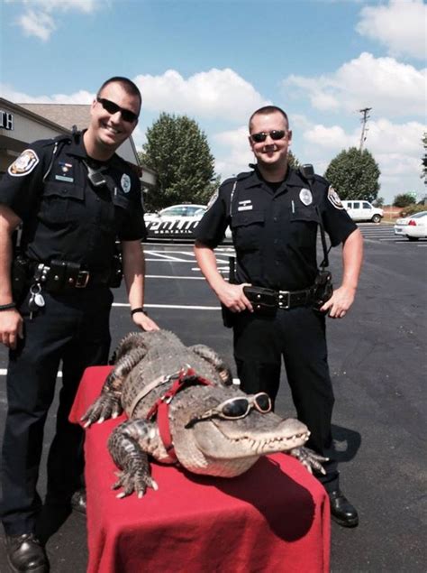 escort alligator tampa